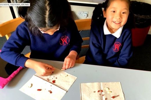 Year 2 dissect kidney beans in science